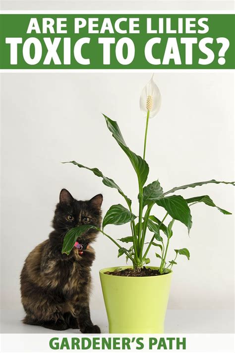 is lily perfume toxic to cats|peace lily bad for cats.